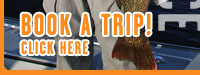 Book A Trip